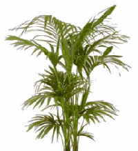 Växt, kentiapalm (150cm)